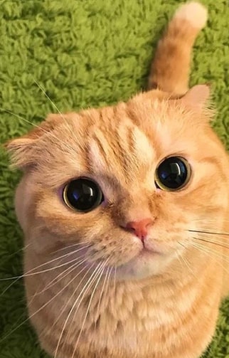 Милый кот